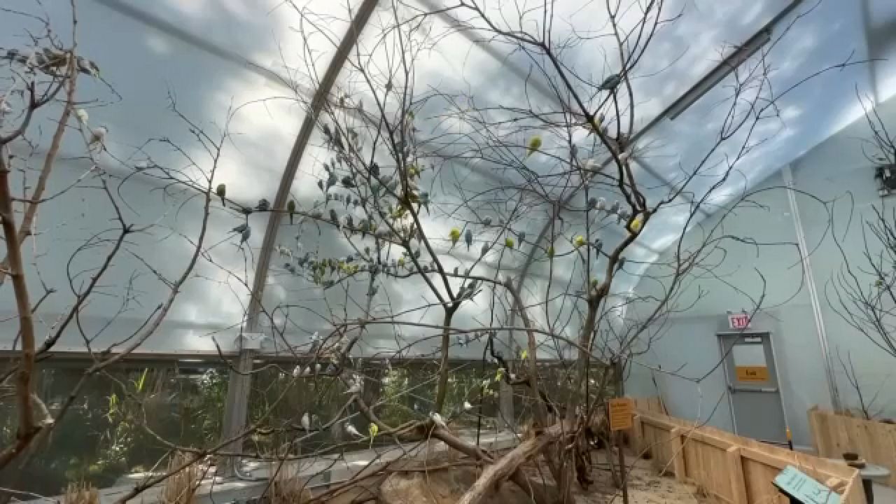 Budgie Landing